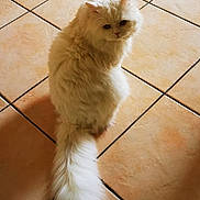 Zao participe au concours pour gagner de l'argent avec cette photo : cat, white_cat, fluffy, long_tail, pet, animal, indoor, floor, tile_floor, looking_back, feline, cute, domestic_cat, fur, whiskers, ears, tail, sitting, mammal, house_pet