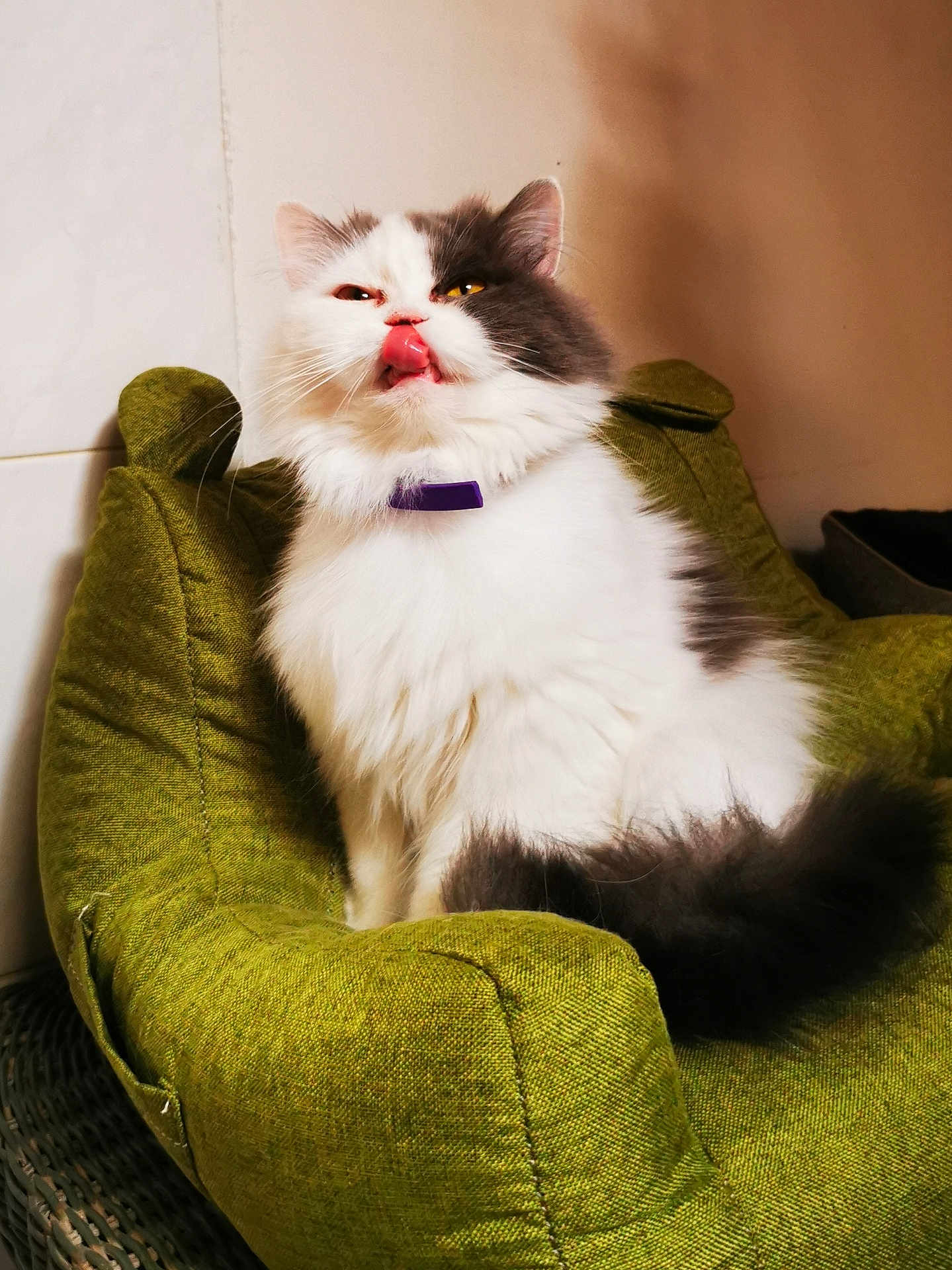 Aïka a rejoint le concours — aidez-le/la à gagner de superbes lots ! cat, fluffy, tongue_out, purple_collar, green_chair, furniture, indoor, pet, cute, funny_face, white_fur, gray_fur, sitting, close_up, animal, domestic_cat, whiskers, tail, feline, playful
