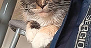Cléopâtre a rejoint le concours — aidez-le/la à gagner de superbes lots ! animal, cat, chair, close-up, cozy, curious, domestic, fabric, feline, floor, fur, green_eyes, indoor, jacket, legs, multi-colored, paws, pet, table, whiskers