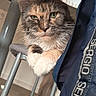Cléopâtre a rejoint le concours — aidez-le/la à gagner de superbes lots ! cat, feline, indoor, chair, paws, curious, fur, multi-colored, pet, animal, domestic, cozy, jacket, fabric, floor, table, legs, close-up, green_eyes, whiskers
