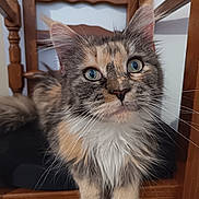 Cléopâtre participe au concours pour gagner de l'argent avec cette photo : cat, animal, pet, feline, fluffy, blue_eyes, wooden_chair, indoor, close_up, curious, fur, whiskers, face, paws, sitting, domestic, cute, portrait, relaxed, furniture