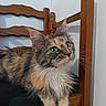 cat, feline, wooden_chair, fur, green_eyes, pet, indoor, domestic_animal, curious, relaxed, fluffy, long_hair, whiskers, paws, animal_portrait, close_up, home, seated, natural_light, calm