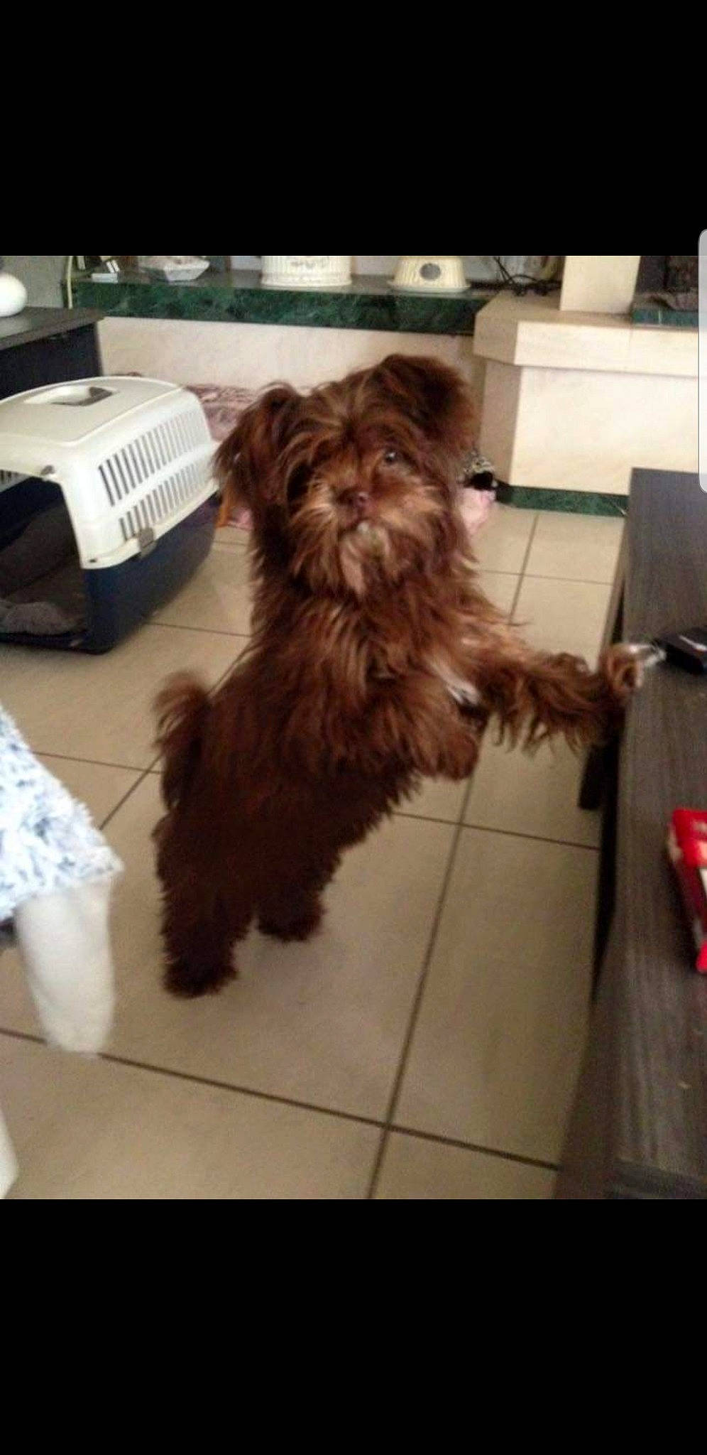 Lexie participe au concours pour gagner de l'argent avec cette photo : canidae, carnivore, companion_dog, dog, dog_breed, dog_supply, floor, flooring, fur, liver, pet_supply, poodle_crossbreed, small_terrier, snout, sporting_group, tail, terrier, toy_dog, working_animal, yorkipoo