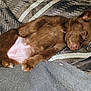 adorable, animal, blanket, brown_fur, cozy, cute, dog, domestic_animal, fur, indoor, napping, paw, pet, puppy, relaxed, resting, sleeping, snout, soft, young