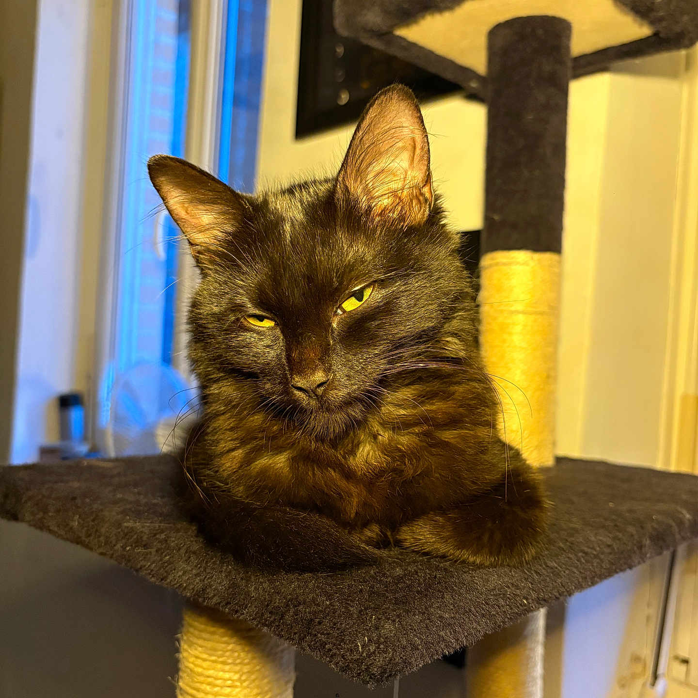 Kuromi a rejoint le concours — aidez-le/la à gagner de superbes lots ! cat, black_cat, feline, pet, indoor, cat_tree, yellow_eyes, fur, animal, cozy, relaxed, window, light, home, domestic, portrait, resting, cute, whiskers, ears