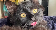 Kuromi a rejoint le concours — aidez-le/la à gagner de superbes lots ! cat, black_cat, yellow_eyes, tongue_out, fluffy, pet, indoor, cozy, close_up, whiskers, cute, animal, feline, fur, relaxed, home, curious, portrait, domestic_cat, playful