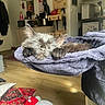 kitten, sleeping, cat, indoor, cozy, towel, purple, paws, sunlight, furniture, cushions, floor, kitchen, shelf, appliances, home, relaxation, pet, cute, napping