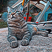 Dino a rejoint le concours — aidez-le/la à gagner de superbes lots ! cat, tabby, outdoor, concrete, chair, garden, animal, pet, feline, relaxed, sitting, closeup, fur, whiskers, eyes, nature, daylight, backyard, resting, striped