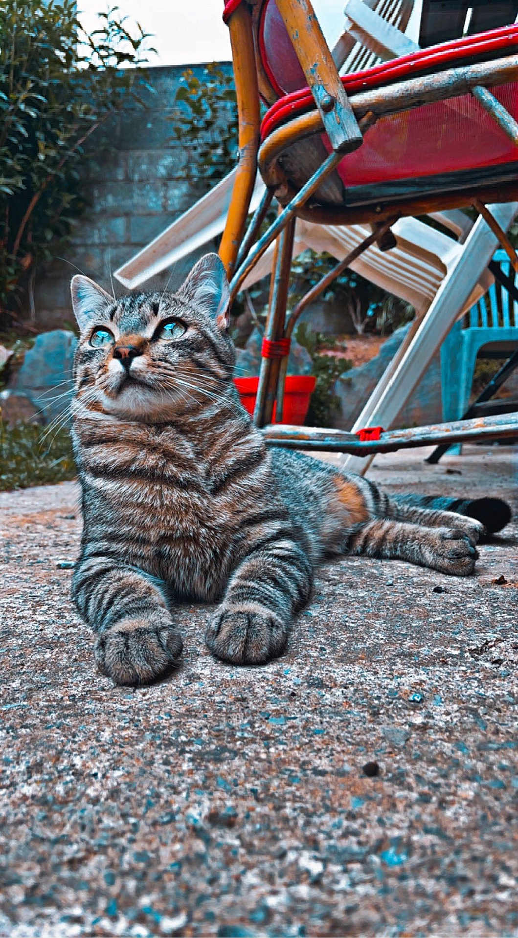 Dino a rejoint le concours — aidez-le/la à gagner de superbes lots ! cat, tabby, outdoor, concrete, chair, garden, animal, pet, feline, relaxed, sitting, closeup, fur, whiskers, eyes, nature, daylight, backyard, resting, striped