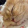 Mihu joined the competition — help win amazing prizes! cat, sleeping, close_up, orange_cat, fluffy, fur, pet, animal, cute, resting, whiskers, nose, face, soft, peaceful, indoor, floral_pattern, bed, relaxing, domestic_cat