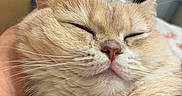 Mihu joined the competition — help win amazing prizes! cat, sleeping, closeup, fluffy, orange_cat, pet, domestic_cat, whiskers, nose, ear, fur, relaxed, hand, bed, blanket, indoor, cute, cozy, resting, animal