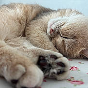 Mihu is registered to the contest to win money with this photo: cat, sleeping, fluffy, beige, paw, closeup, pet, fur, whiskers, relaxing, indoor, cute, animal, face, soft, cozy, rest, peaceful, floral_pattern, bed