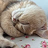 Mihu is registered to the contest to win money with this photo: cat, sleeping, fluffy, beige, paw, closeup, resting, cute, animal, pet, whiskers, fur, cozy, indoor, relaxation, face, ear, nose, soft, pattern