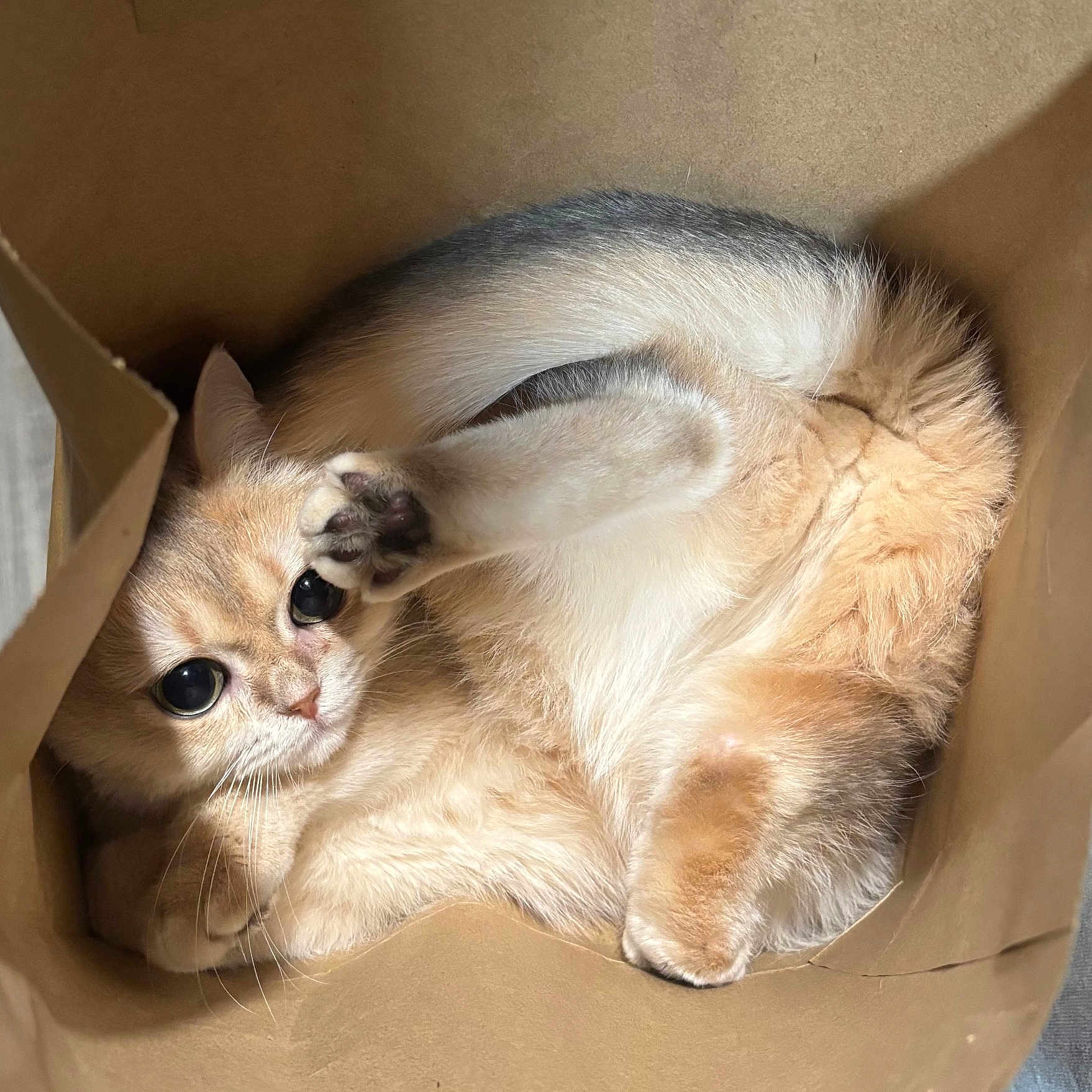 Mihu joined the competition — help win amazing prizes! cat, paper_bag, curled_up, paw, fur, cute, pet, animal, whiskers, playful, indoor, relaxed, brown, soft, cozy, close_up, eye, feline, resting, domestic_cat