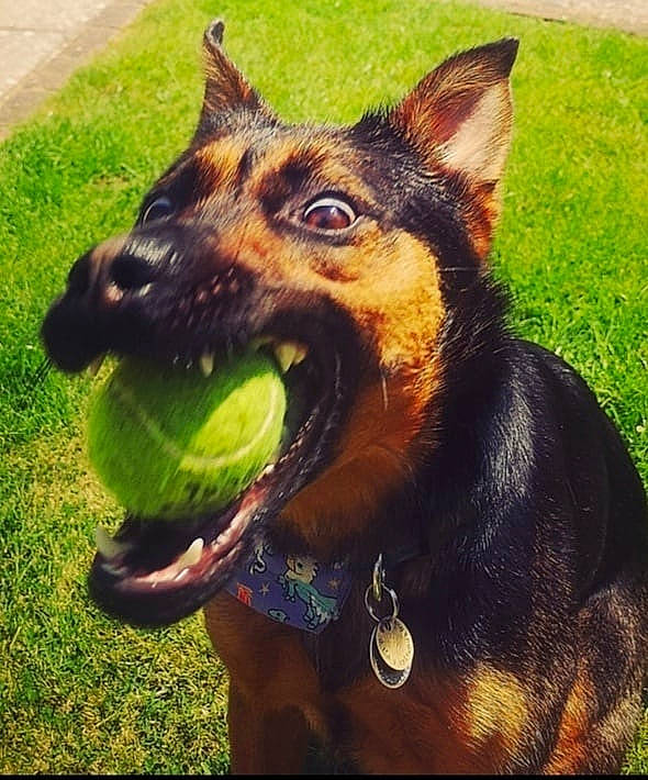 Nuka is registered to the contest to win money with this photo: canidae, carnivore, collar, companion_dog, dog, dog_breed, dog_collar, ear, fang, fawn, fur, grass, happy, jaw, liver, metal, snout, sporting_group, whiskers, working_animal
