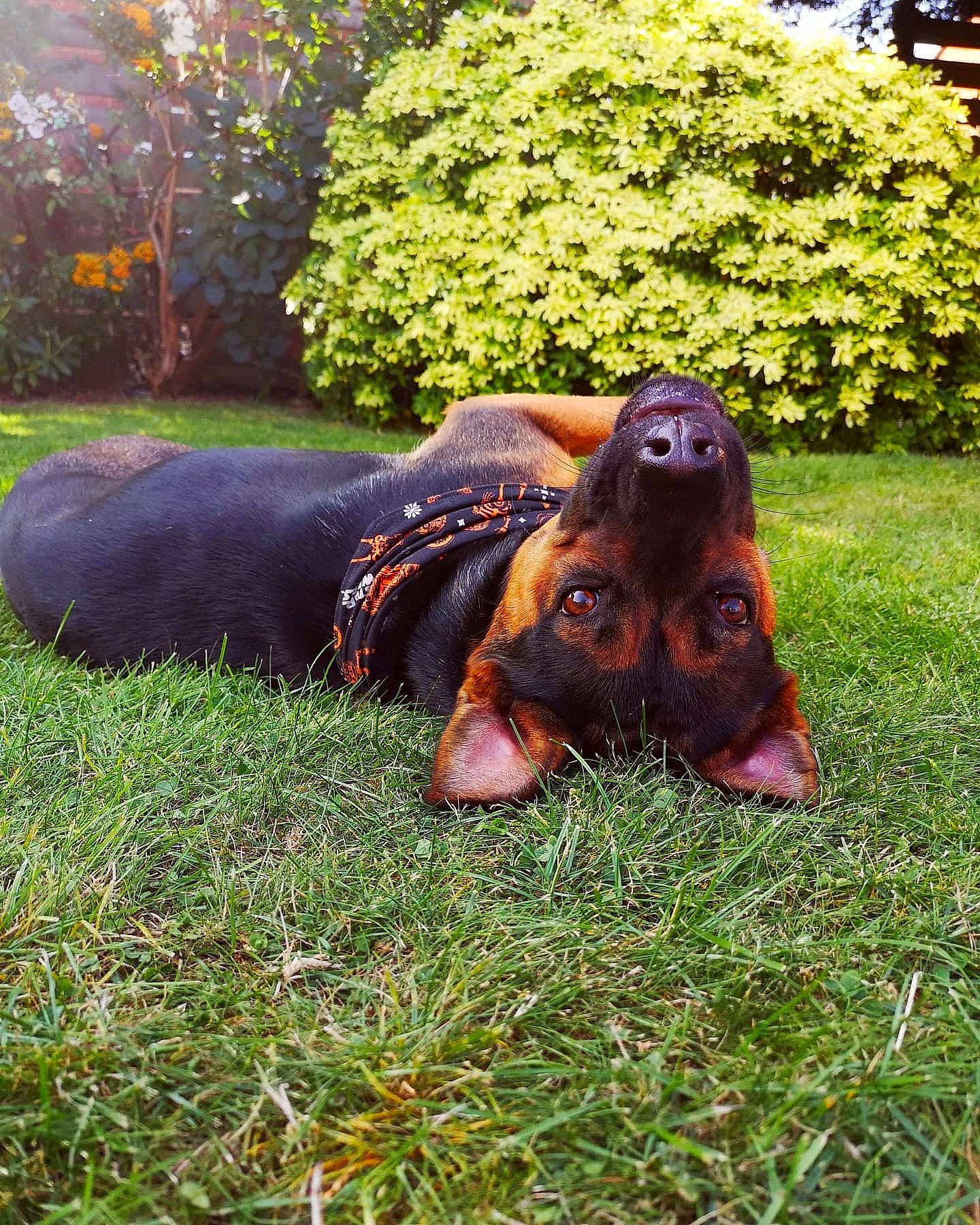 Nuka is registered to the contest to win money with this photo: art, canidae, companion_dog, dog, dog_breed, fawn, garden, grass, grass_family, leaf, liver, people_in_nature, personal_protective_equipment, plant, sculpture, sitting, soil, sporting_group, terrestrial_animal, working_animal