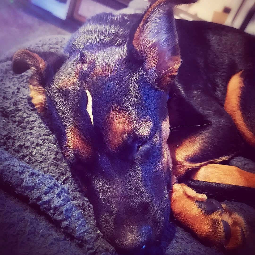 Nuka joined the competition — help win amazing prizes! canidae, carnivore, close_up, comfort, companion_dog, dog, dog_breed, ear, electric_blue, fawn, fur, guard_dog, heat, paw, sky, snout, sporting_group, toy_dog, whiskers, working_dog