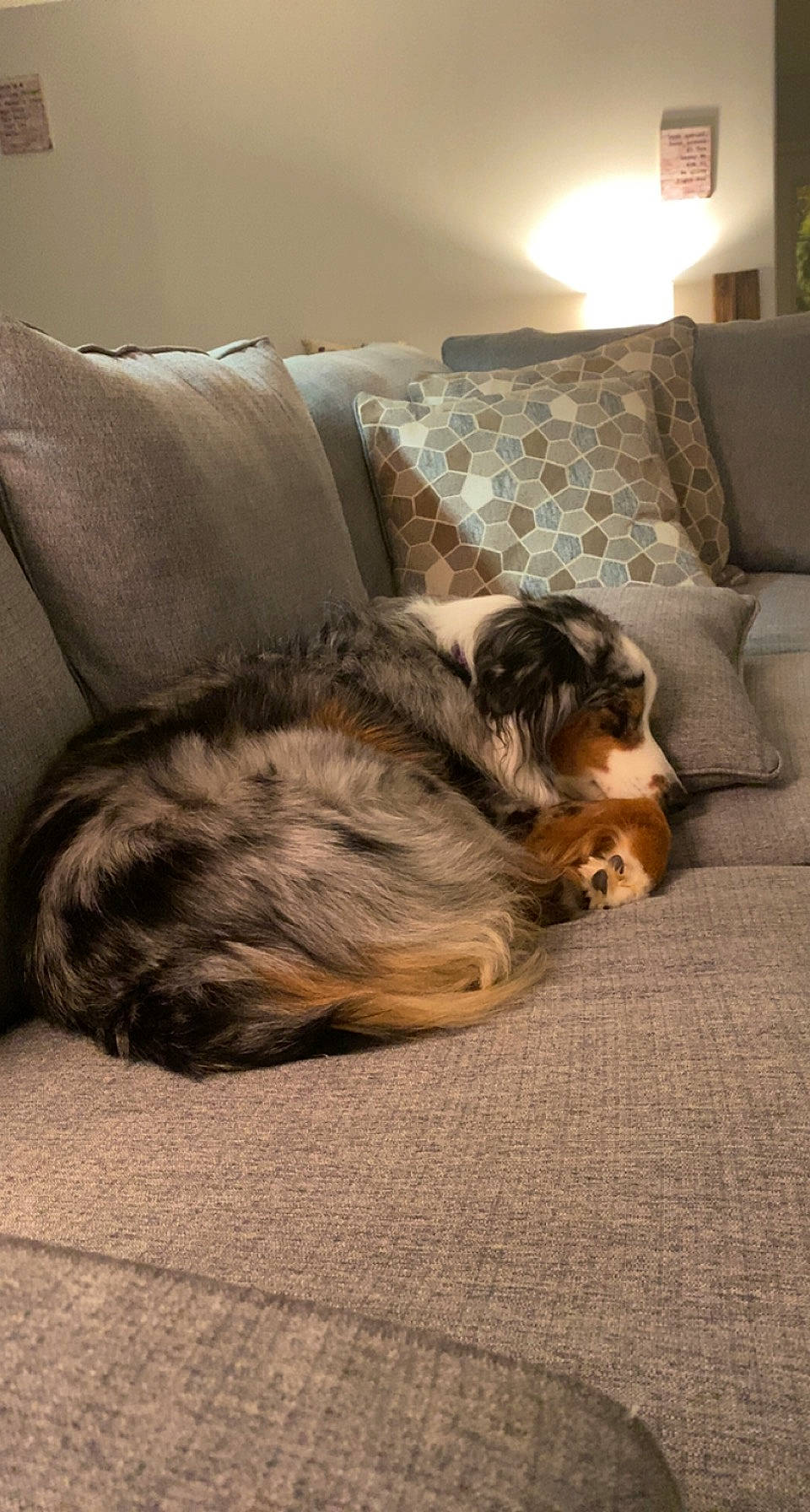 Indy joined the competition — help win amazing prizes! canidae, carnivore, comfort, companion_dog, couch, dog, dog_breed, felidae, flooring, fur, hardwood, living_room, room, sitting, small_to_medium_sized_cats, snout, tail, tints_and_shades, whiskers, wood