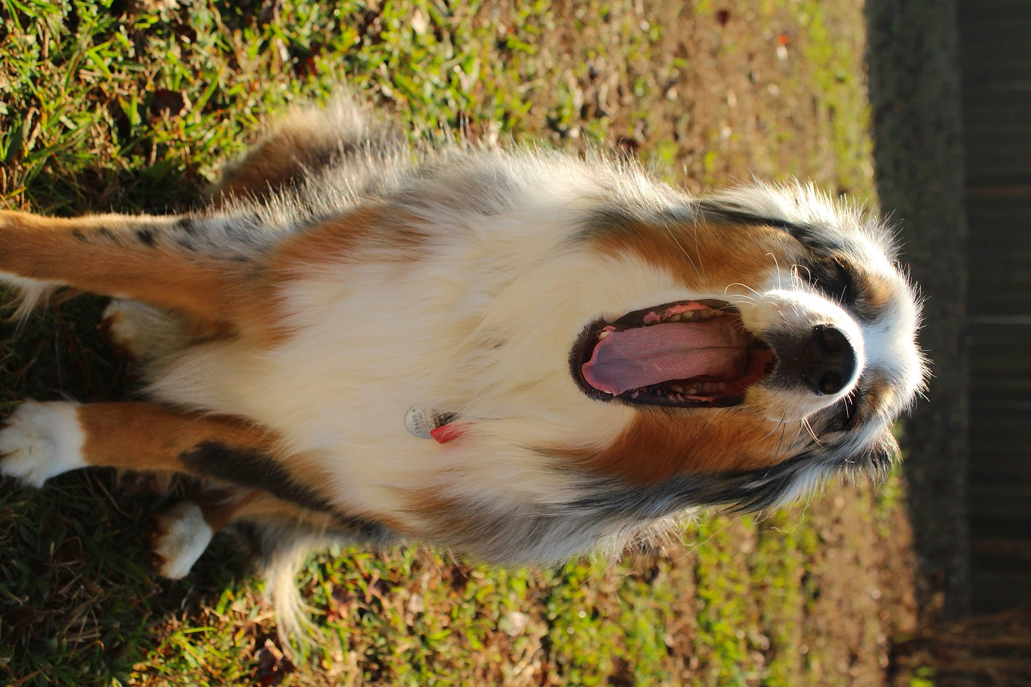 Indy joined the competition — help win amazing prizes! australian_collie, australian_shepherd, canidae, carnivore, collar, companion_dog, dog, dog_breed, fawn, felidae, fur, grass, herding_dog, miniature_australian_shepherd, scotch_collie, snout, sporting_group, tail, terrestrial_animal, whiskers