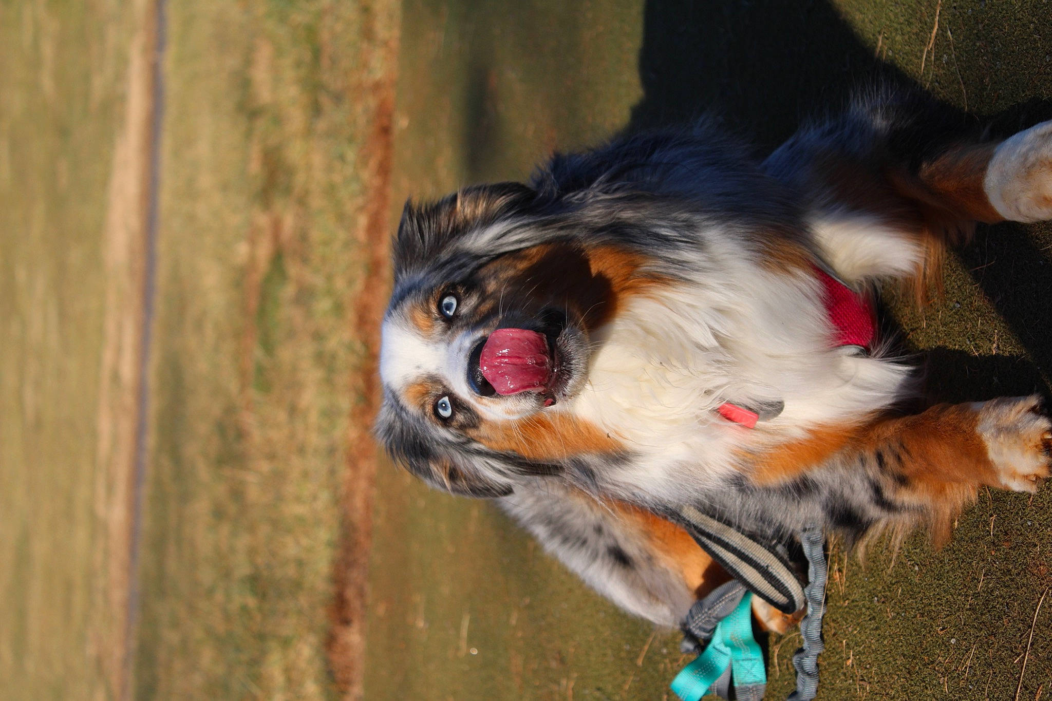 Indy joined the competition — help win amazing prizes! canidae, carnivore, collar, collie, companion_dog, dog, dog_breed, dog_collar, dog_supply, fawn, fur, herding_dog, leash, pet_supply, scotch_collie, snout, sporting_group, tail, whiskers, wood