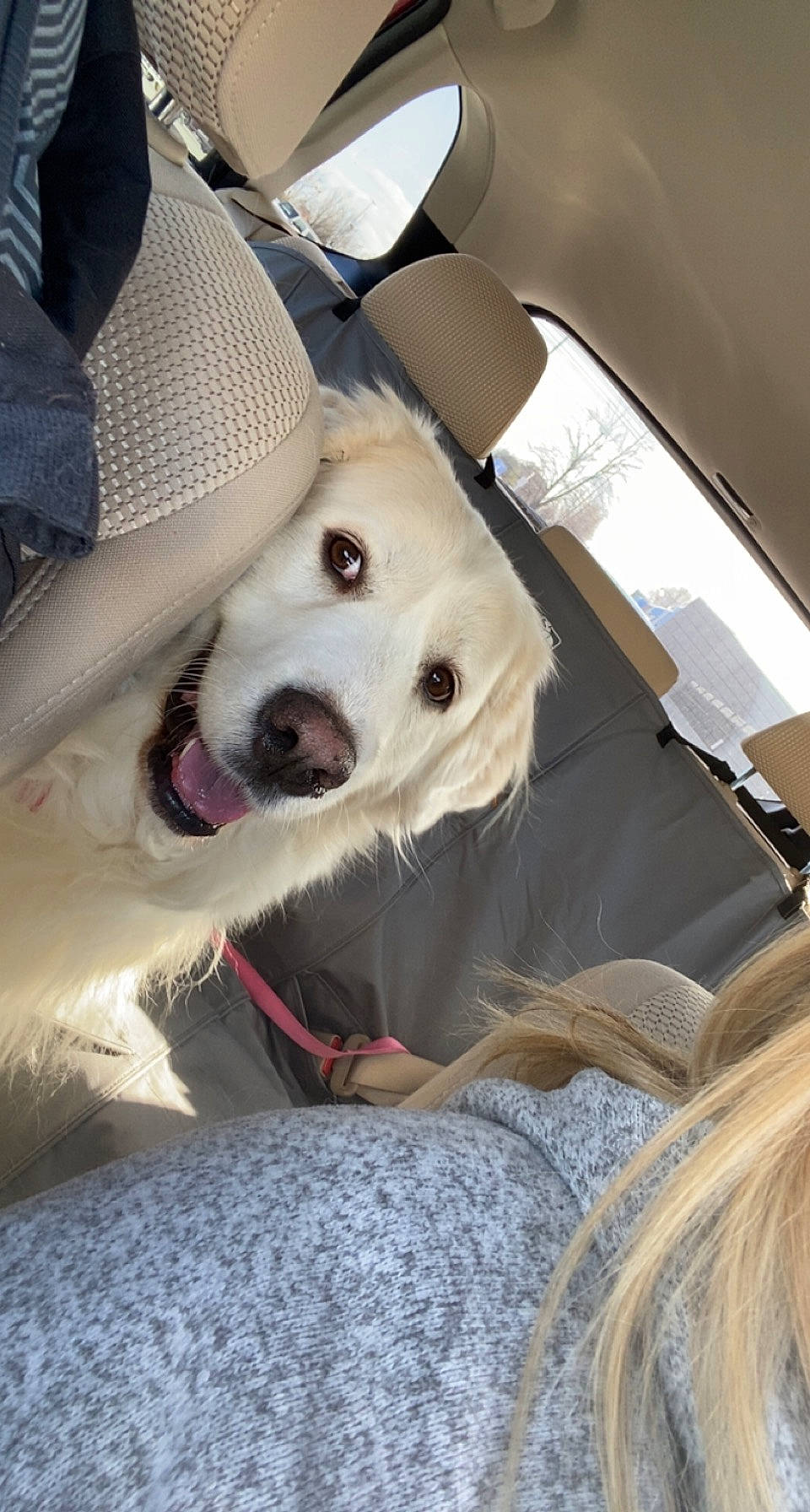 Annie is registered to the contest to win money with this photo: canidae, car, car_seat, car_seat_cover, carnivore, comfort, companion_dog, dog, dog_breed, fawn, fur, mammal, plant, seat_belt, snout, sporting_group, tree, vehicle, vehicle_door, whiskers