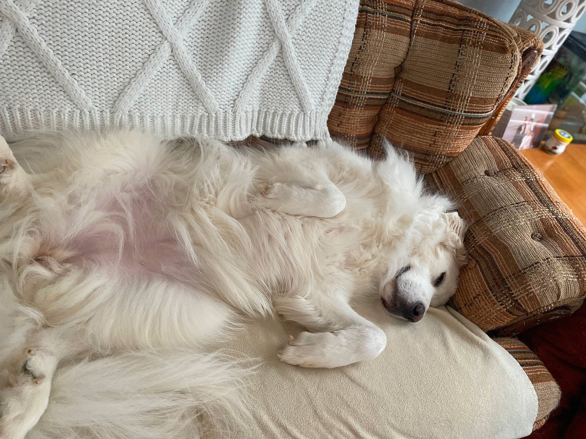 Annie is registered to the contest to win money with this photo: canidae, carnivore, comfort, companion_dog, couch, dog, dog_breed, fang, fawn, felidae, fur, giant_dog_breed, nap, paw, small_to_medium_sized_cats, snout, sporting_group, tail, whiskers, working_animal