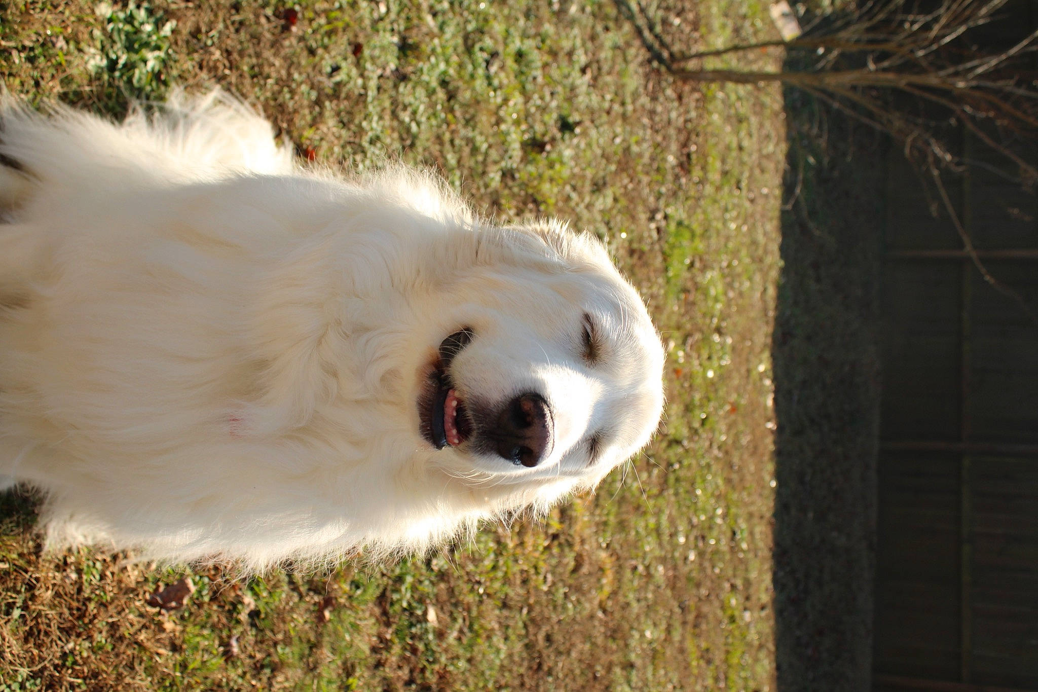 Annie is registered to the contest to win money with this photo: canidae, carnivore, companion_dog, corgi_chihuahua, dog, dog_breed, eye, fur, grass, plant, polish_tatra_sheepdog, snout, sporting_group, terrestrial_animal, tree, trunk, twig, whiskers, wildlife, wood