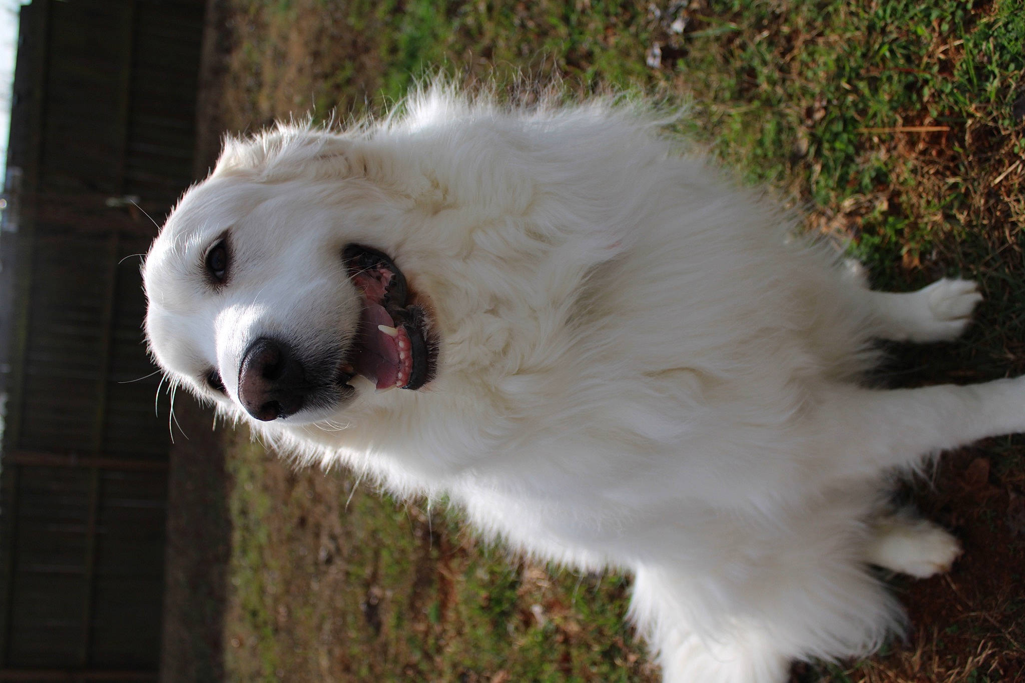 Annie is registered to the contest to win money with this photo: ball, canidae, carnivore, companion_dog, dog, dog_breed, fang, fur, grass, non_sporting_group, pet_supply, plant, poodle, snout, sporting_group, terrestrial_animal, tree, working_animal