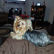 Riley is registered to the contest to win money with this photo: dog, yorkshire_terrier, pet, indoor, living_room, blanket, fireplace, stockings, holiday_decor, coffee_table, television, carpet, furniture, decorations, tongue_out, brown, black, long_hair, cozy, relaxing