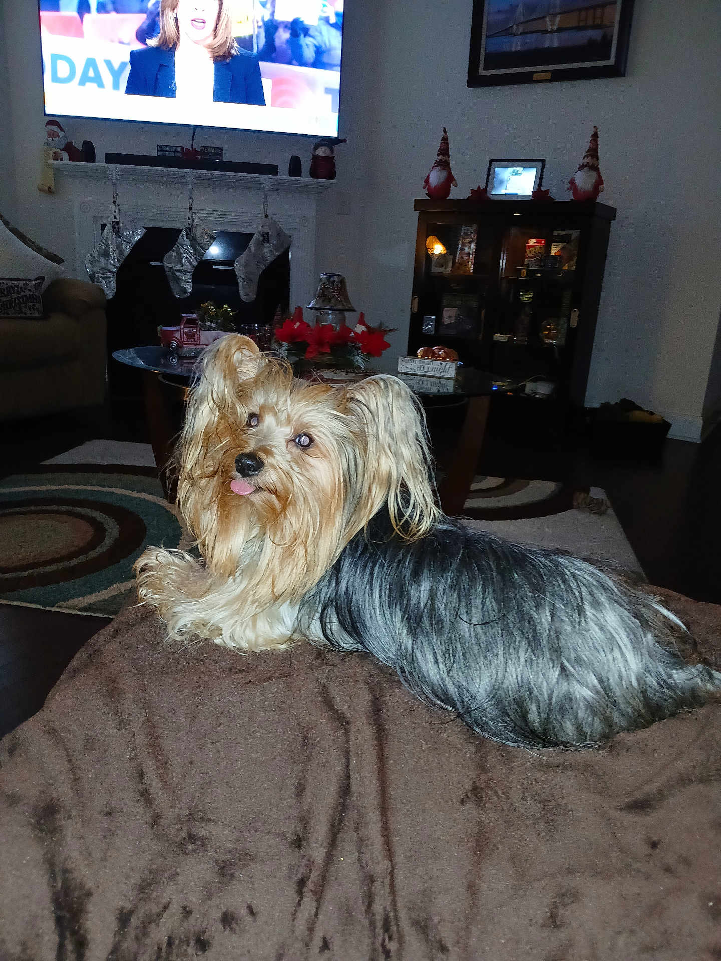 Riley is registered to the contest to win money with this photo: dog, yorkshire_terrier, pet, indoor, living_room, blanket, fireplace, stockings, holiday_decor, coffee_table, television, carpet, furniture, decorations, tongue_out, brown, black, long_hair, cozy, relaxing