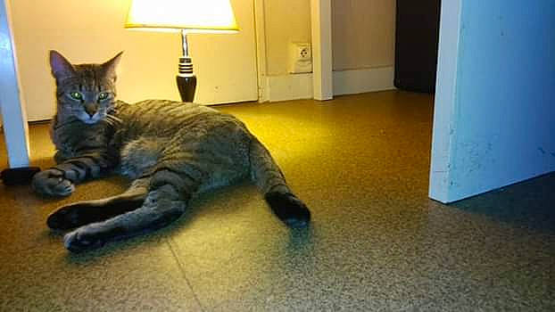 Erka a rejoint le concours — aidez-le/la à gagner de superbes lots ! blue, cabinetry, carnivore, cat, comfort, domestic_short_haired_cat, door, felidae, floor, flooring, fur, hardwood, lamp, paw, room, small_to_medium_sized_cats, tail, terrestrial_animal, whiskers, wood