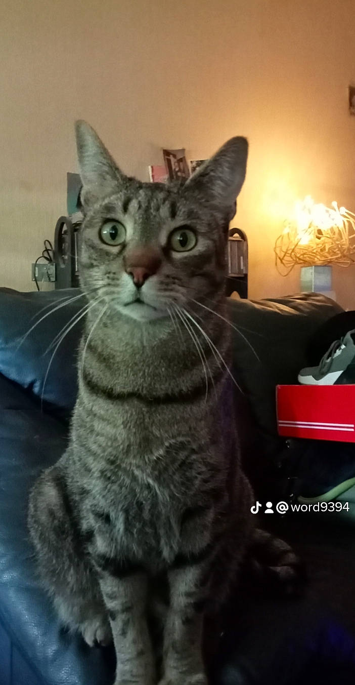 Erka a rejoint le concours — aidez-le/la à gagner de superbes lots ! carnivore, cat, claw, comfort, domestic_short_haired_cat, event, felidae, fur, gesture, grey, lamp, paw, sitting, small_to_medium_sized_cats, snout, tail, terrestrial_animal, whiskers, window