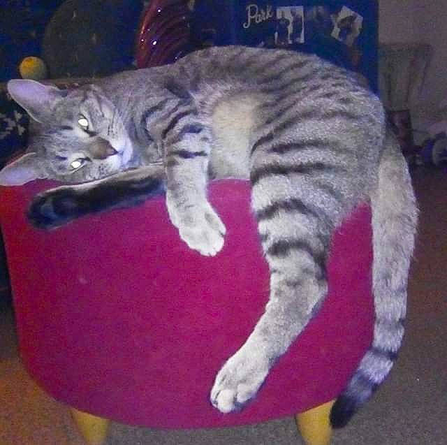 Erka participe au concours pour gagner de l'argent avec cette photo : carnivore, cat, cat_supply, claw, comfort, domestic_short_haired_cat, event, felidae, flooring, fur, magenta, nap, paw, small_to_medium_sized_cats, snout, tail, terrestrial_animal, vertebrate, whiskers