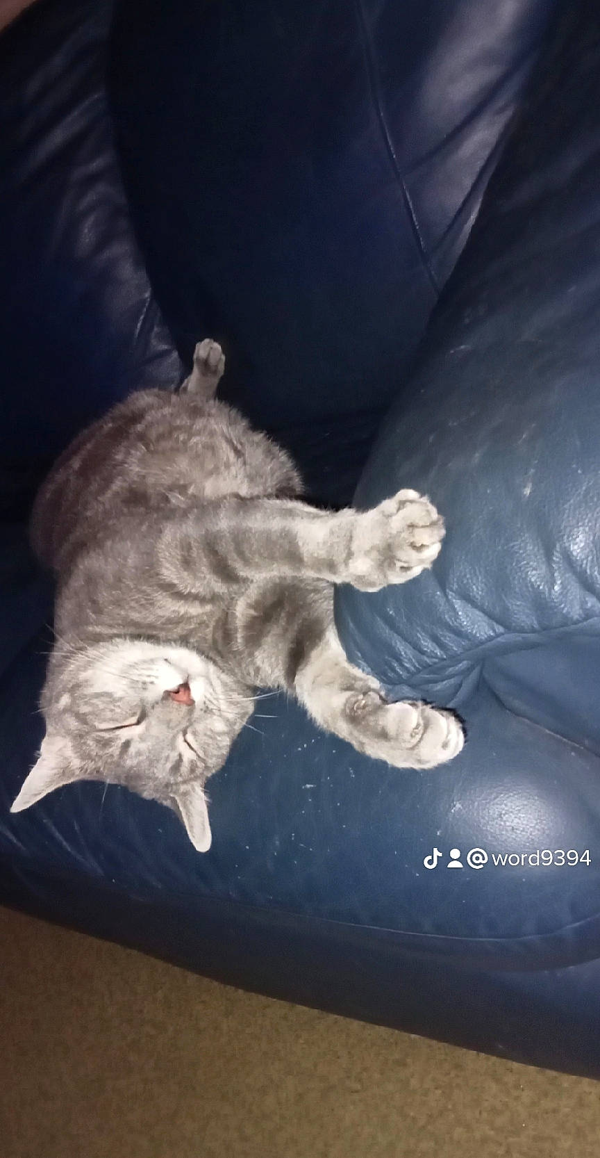 Terkos a rejoint le concours — aidez-le/la à gagner de superbes lots ! carnivore, cat, cloud, comfort, darkness, domestic_short_haired_cat, felidae, fur, gesture, human_leg, mammal, paw, sky, small_to_medium_sized_cats, sporting_group, tail, vehicle_door, vertebrate, whiskers, window