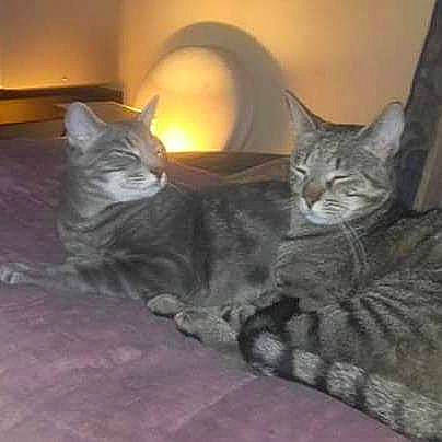 Terkos a rejoint le concours — aidez-le/la à gagner de superbes lots ! carnivore, cat, claw, comfort, domestic_short_haired_cat, eye, felidae, fur, grey, paw, sitting, small_to_medium_sized_cats, tail, whiskers