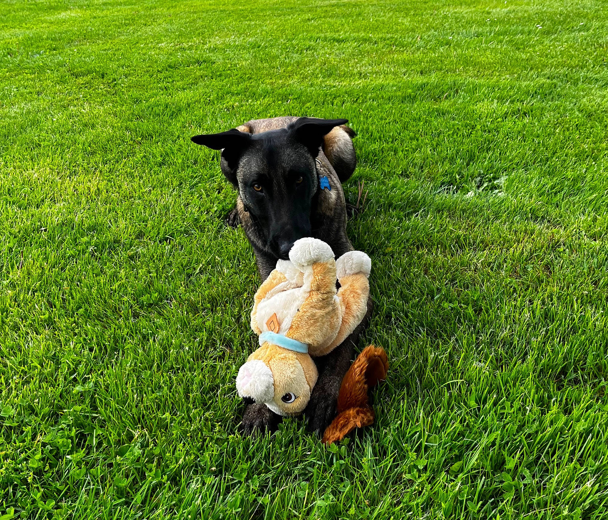 Eskel participe au concours pour gagner de l'argent avec cette photo : carnivore, companion_dog, dog, dog_breed, fawn, field, grass, grassland, groundcover, happy, lawn, meadow, pasture, people_in_nature, plant, snout, stuffed_toy, tail, toy, working_animal