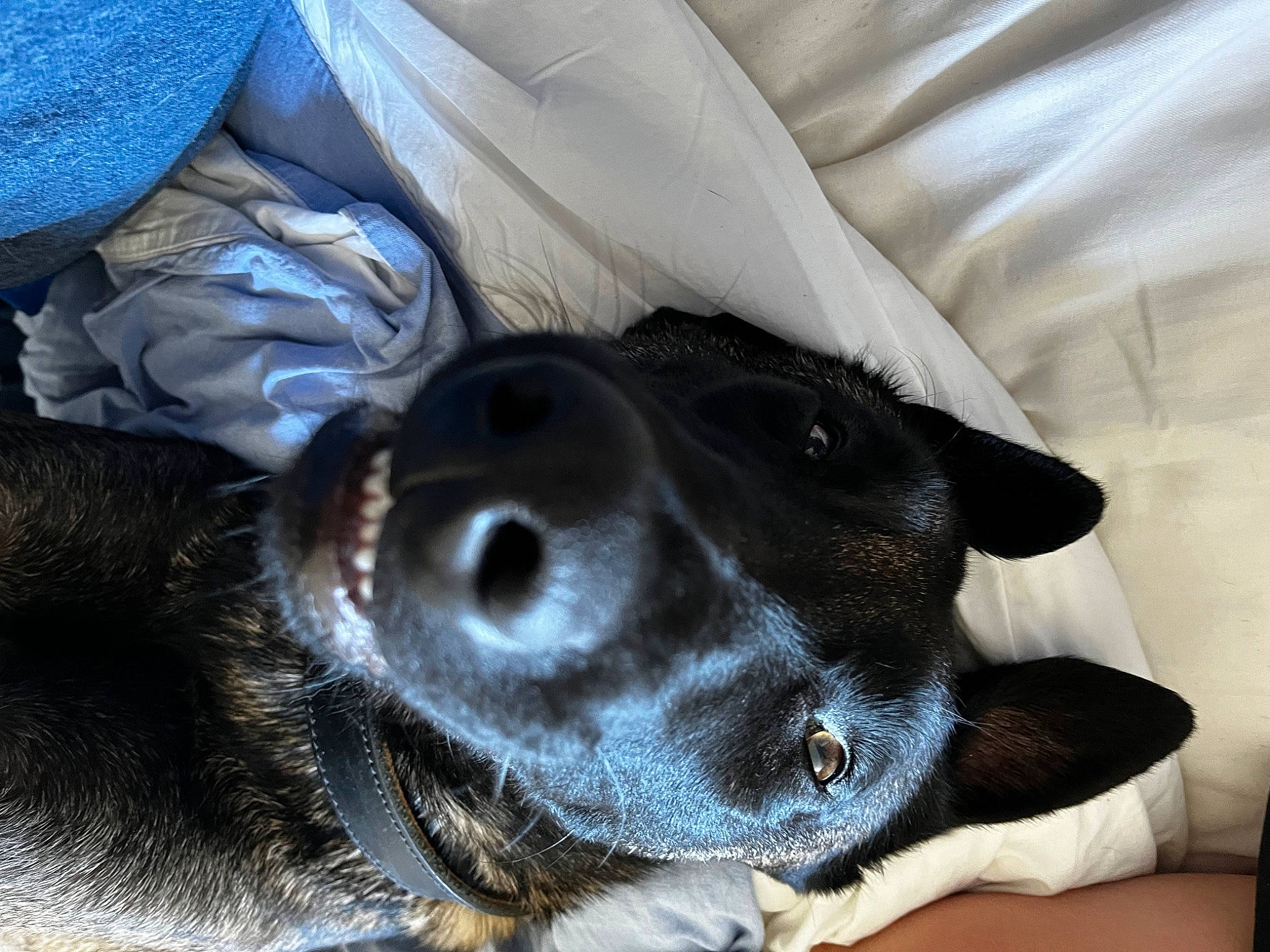 Eskel a rejoint le concours — aidez-le/la à gagner de superbes lots ! borador, canidae, carnivore, collar, comfort, companion_dog, couch, dog, dog_breed, ear, fur, guard_dog, linens, mammal, paw, snout, sporting_group, vertebrate, whiskers, working_animal