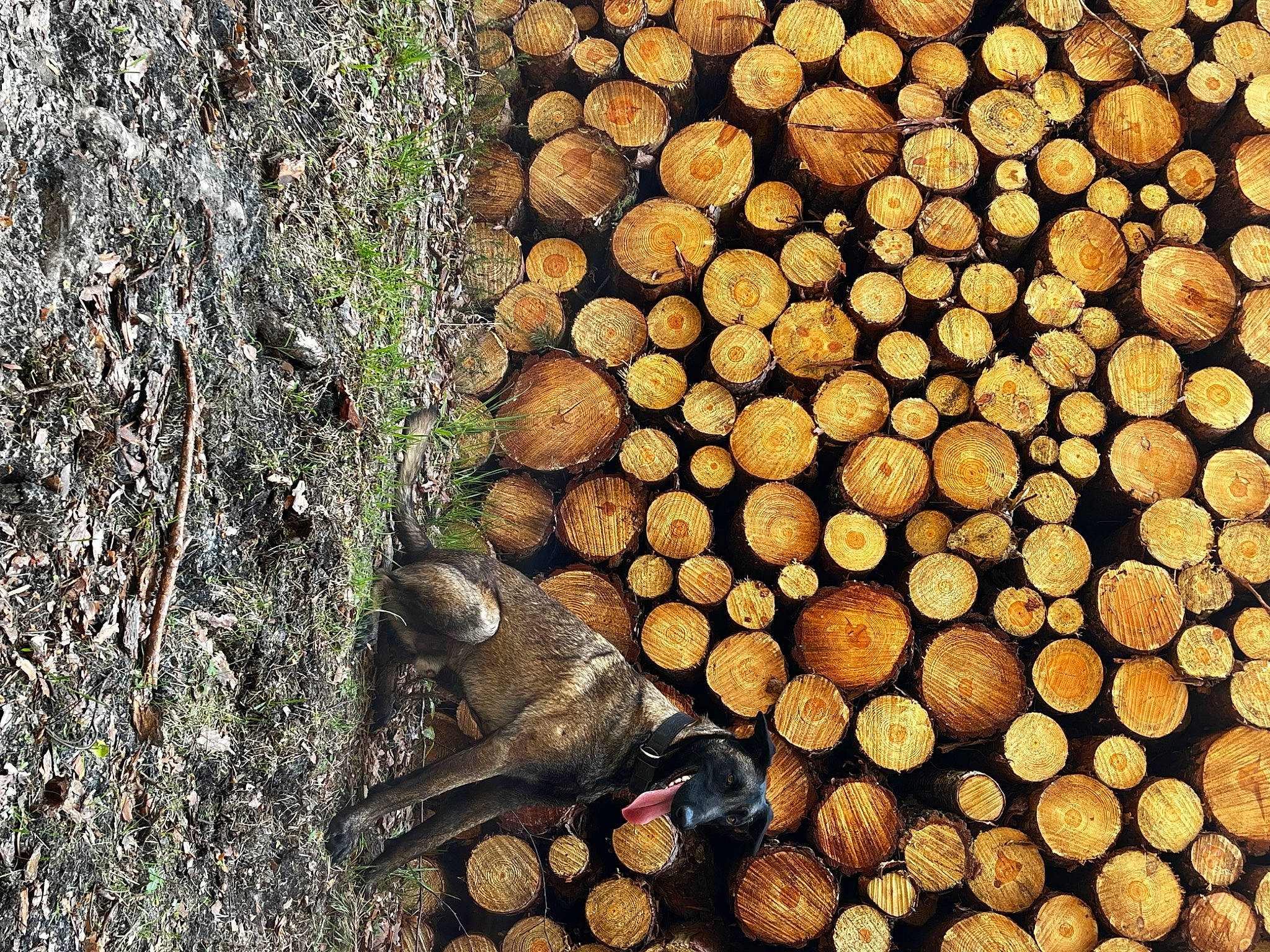 Eskel participe au concours pour gagner de l'argent avec cette photo : circle, event, forest, grass, logging, lumber, metal, natural_landscape, natural_material, palm_tree, pattern, plant, plant_stem, soil, tree_stump, trunk, wood, woody_plant