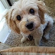 Holly joined the competition — help win amazing prizes! dog, pet, curly_hair, carpet, indoor, window, plaid, cushion, looking_up, cute, animal, domestic_animal, fluffy, small_dog, face, ears, nose, whiskers, collar, tag