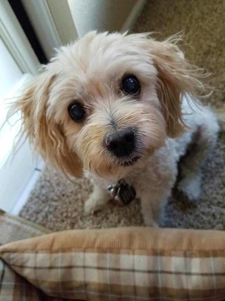 Holly joined the competition — help win amazing prizes! dog, pet, curly_hair, carpet, indoor, window, plaid, cushion, looking_up, cute, animal, domestic_animal, fluffy, small_dog, face, ears, nose, whiskers, collar, tag