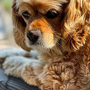 Sadie is registered to the contest to win money with this photo: dog, golden_brown, curly_fur, close_up, pet, canine, animal, fur, portrait, indoors, soft_surface, cute, fluffy, mammal, companion, resting, focused, whiskers, snout, ears