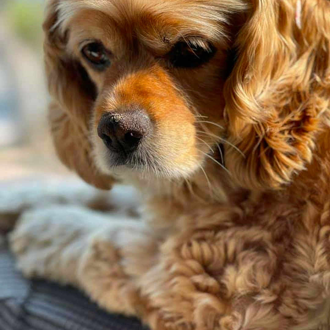 Sadie is registered to the contest to win money with this photo: animal, canine, close_up, companion, curly_fur, cute, dog, ears, fluffy, focused, fur, golden_brown, indoors, mammal, pet, portrait, resting, snout, soft_surface, whiskers