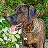 dog, brindle, collar, bone_tag, tongue_out, outdoor, greenery, leafy_plants, nature, happy, pet, canine, animal, fur, ears, snout, standing, daylight, forest, rocks