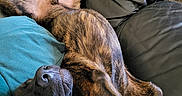 Aaïros participe au concours pour gagner de l'argent avec cette photo : dog, brindle, couch, leather, relaxed, sleeping, pet, indoor, blanket, pillow, fur, animal, canine, resting, comfort, living_room, cozy, domestic, furniture, close_up