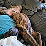 dog, brindle, couch, leather, relaxed, sleeping, pet, indoor, blanket, pillow, fur, animal, canine, resting, comfort, living_room, cozy, domestic, furniture, close_up