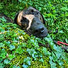 dog, moss, ivy, greenery, outdoor, nature, forest, leaf, plant, resting, animal, canine, closeup, sunlight, shadow, relaxation, peaceful, flora, wildlife, calm