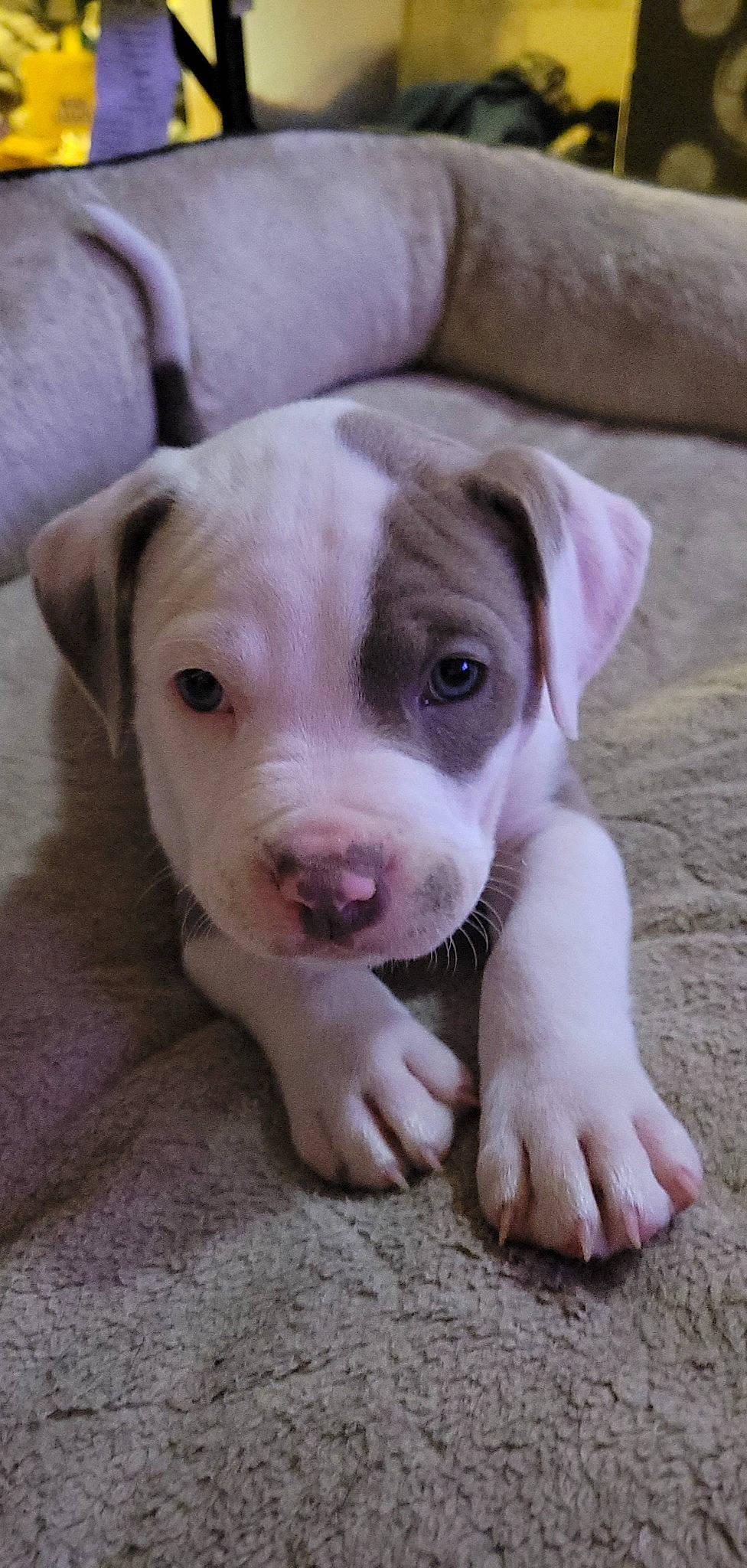 Atlas joined the competition — help win amazing prizes! canidae, carnivore, comfort, companion_dog, cordoba_fighting_dog, dog, dog_breed, dogo_guatemalteco, ear, fawn, non_sporting_group, puppy, snout, sporting_group, terrestrial_animal, whiskers, wood, working_animal, wrinkle