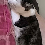 Rocco a rejoint le concours — aidez-le/la à gagner de superbes lots ! cat, black_and_white, pet, animal, sleeping, relaxed, lying_down, closed_eyes, whiskers, ears, fur, pink_blanket, bed, indoor, cozy, portrait, close_up, resting, cute, domestic_cat