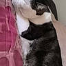 cat, black_and_white, pet, animal, sleeping, relaxed, lying_down, closed_eyes, whiskers, ears, fur, pink_blanket, bed, indoor, cozy, portrait, close_up, resting, cute, domestic_cat