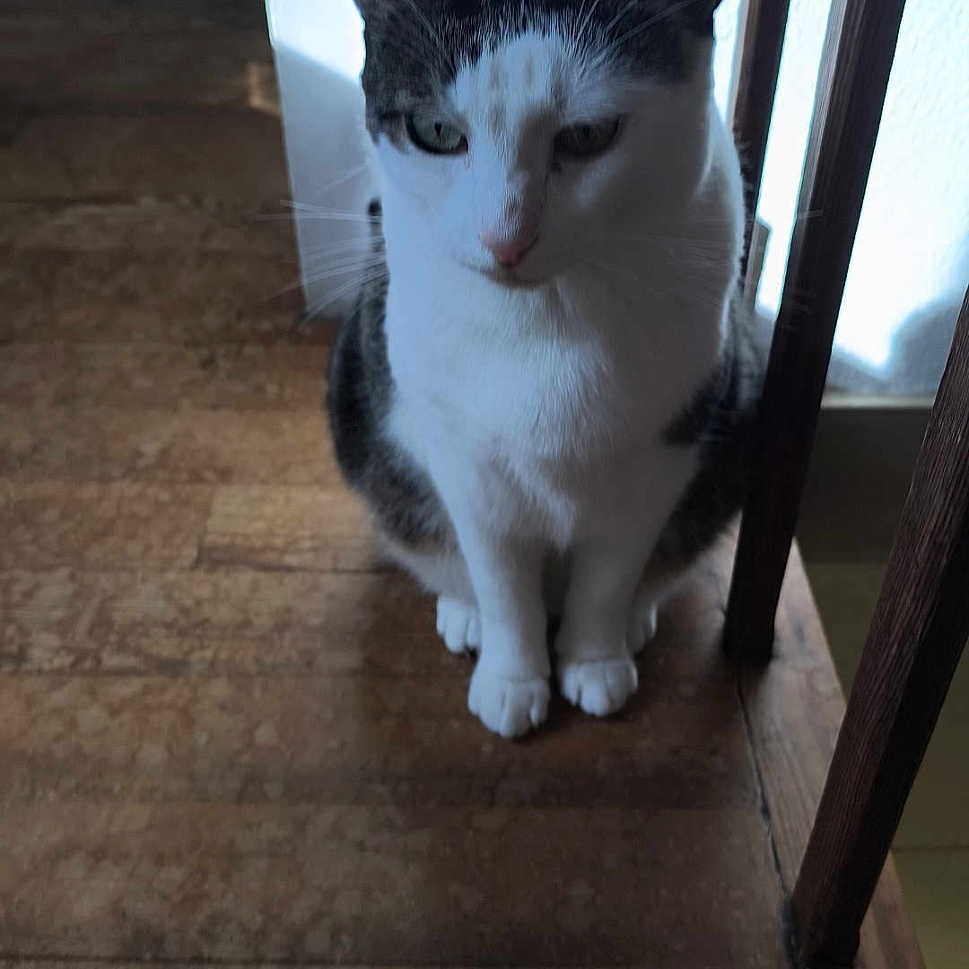 Rocco a rejoint le concours — aidez-le/la à gagner de superbes lots ! animal, black_and_white, cat, ears, eyes, face, feline, fur, home, indoors, nose, paws, pet, portrait, sitting, sunlight, vertical_photo, whiskers, window, wooden_surface